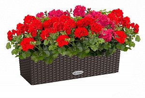 Пеларгония красная в кашпо с автополивом lechuza, мокко, 40 см.