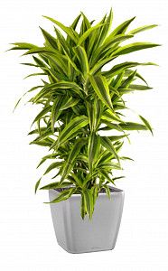 Драцена Лемон Лайм в кашпо с автополивом lechuza quadro, серебристый металлик, 150 см.