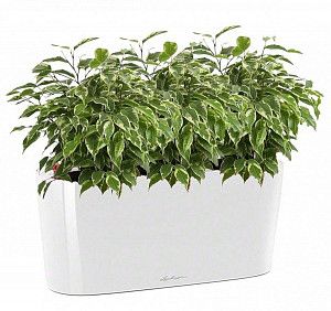 Фикус Бенджамина мини в кашпо с автополивом lechuza, белый, 45 см.