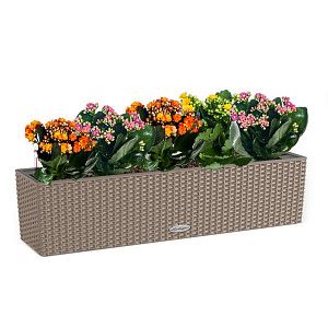 Каланхоэ макси в кашпо с автополивом lechuza, бежевый, 40 см.