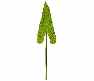 Лист Антуриума Вейча Светло-зеленый