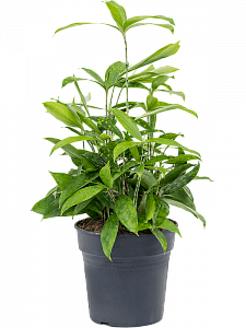 Dracaena 'Surculosa'