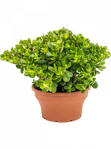 Крассула 'Minor'