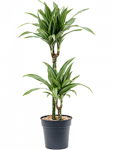 Dracaena 'Fragrans'