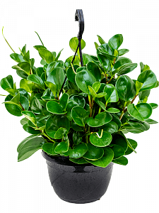 Пеперомия 'Green'