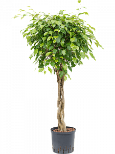 Фикус Бенджамина 'Exotica'
