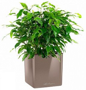 Фикус Бенджамина в кашпо с автополивом lechuza quadro, серо-коричневый, 30 см.