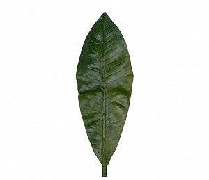 Листья Плюмерии красной (6шт)