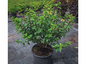 Гортензия метельчатая 'Sundae Fraise', c-25 60-70