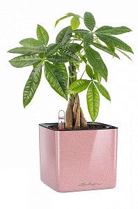 Пахира Акватика в кашпо с автополивом lechuza cube, кремовый блестящий, 45 см.