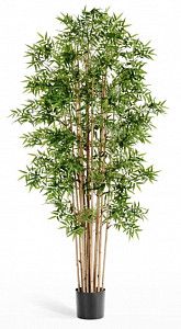 Бамбук Новый японский 110