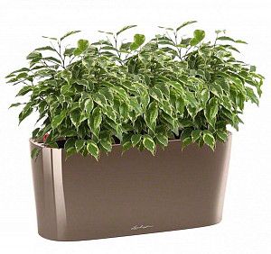 Фикус Бенджамина мини в кашпо с автополивом lechuza, серо-коричневый, 45 см.