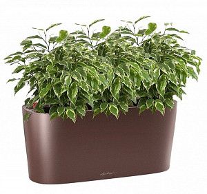 Фикус Бенджамина мини в кашпо с автополивом lechuza, кофе металлик, 45 см.